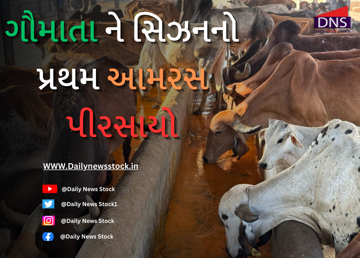Cowshed : ગૌમાતા ને સિઝનનો પ્રથમ આમરસ પીરસાયો