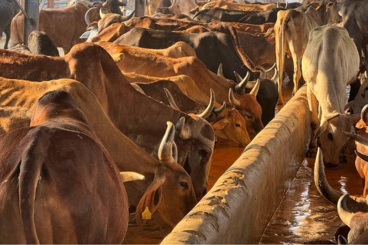 cowshed