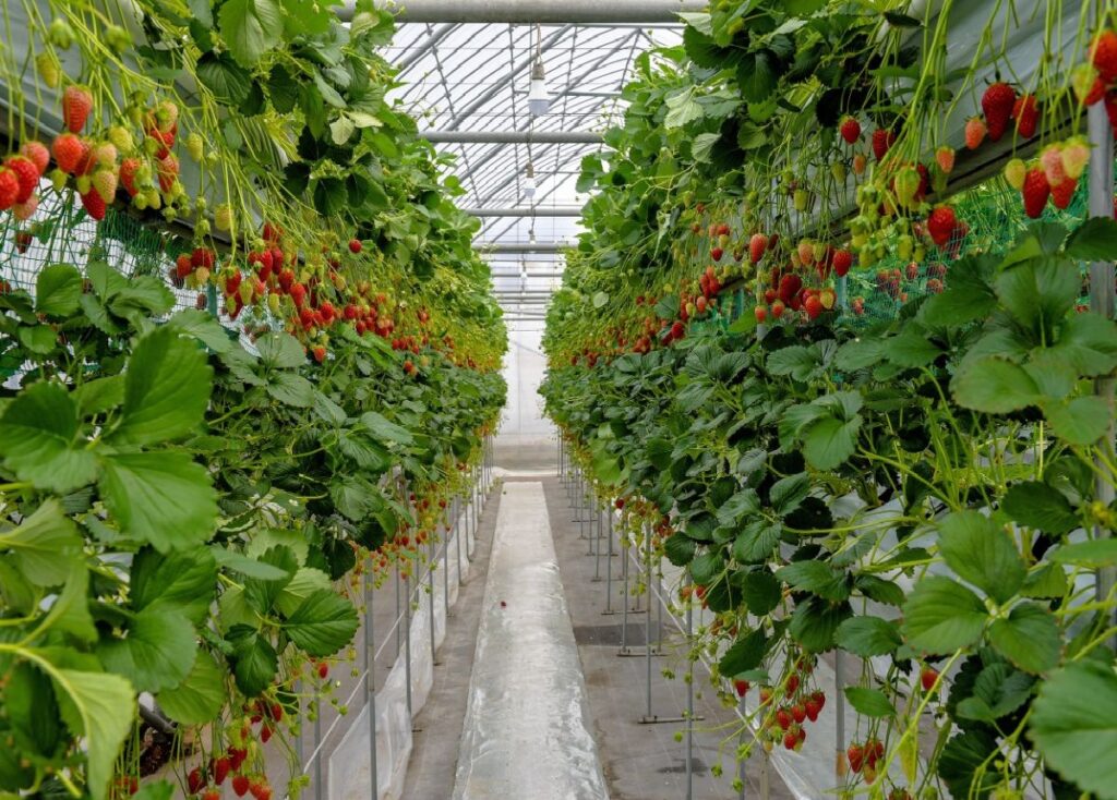 farming
