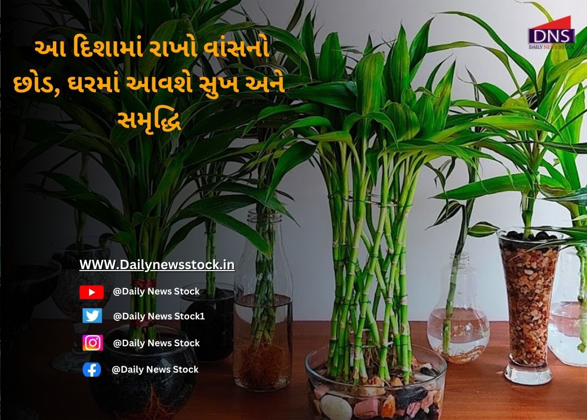 Vastu : આ દિશામાં રાખો વાંસનો છોડ, ઘરમાં આવશે સુખ અને સમૃદ્ધિ